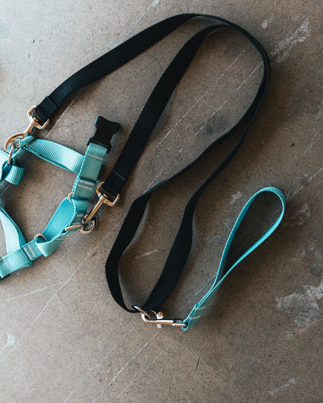 Double Leash (no pull)